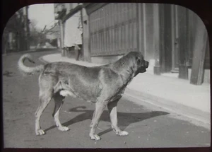 Linterna Mágica de Vidrio Diapositiva PERRO LLAMADO COLMILLO FECHADA 1893 FOTO VICTORIANA - Imagen 1 de 2