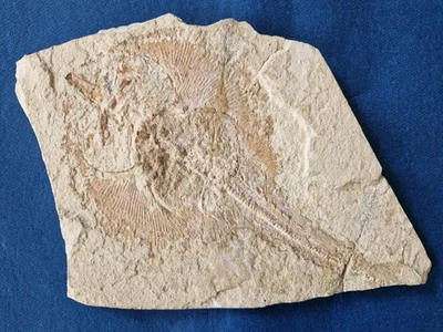 Fossiler Rochen Rhinobatos  - Bild 1 von 4