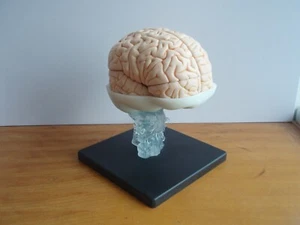 Modelo Cerebro Humano 15 Piezas Tamaño 1:1 Anatomía Médica con 58 Indicación Digital - Imagen 1 de 19