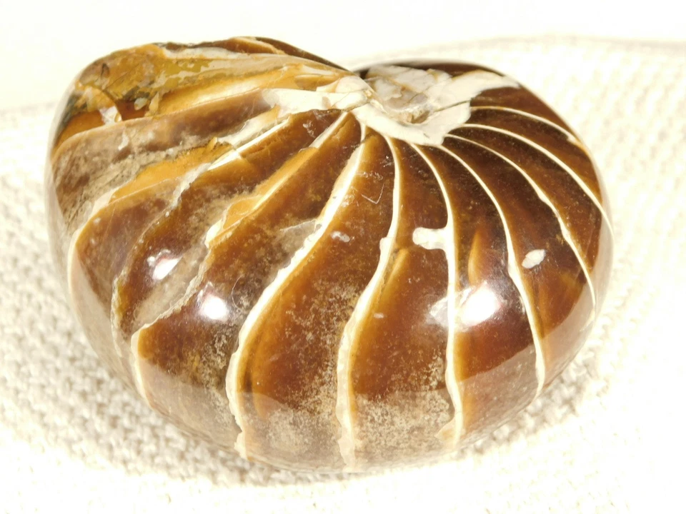 Big Very Rare! 100% Natural Polished Cretaceous Era NAUTILUS Fossil 346gr - Image 1 of 4