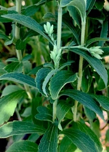 25 Stevia Sweet Herb Seeds In Heads 100X Sweeter Sugar Candy Leaf Dried on Plant - Picture 1 of 13