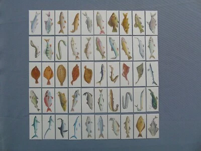 Carreras Set of 50 Sport Fish 1978 - Very Good - Image 1 of 4