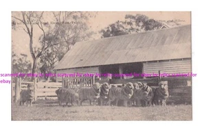 WOOL SHED & MERINO STUD EWES at EAST TALGAI  Darling Downs Queensland Sheep - Bild 1 von 2