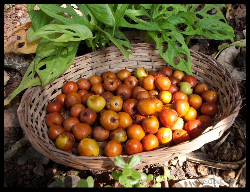 RARE 8 graines de ZIZIPHUS SPINOSA (Suan Zao Ren) T112 BORA BERRY SEEDS SAMEN