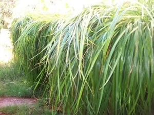 3 live Canadian strain sweet grass plant Plugs Longest Growing - Picture 1 of 10