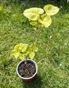 Flieder Syringa vulgaris Aucubaefolia – panaschierte Rarität - Bild 1 von 1