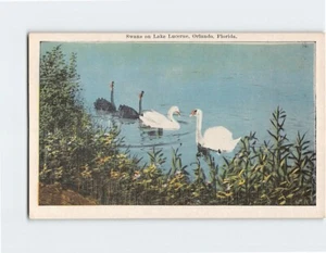 Postcard Swans on Lake Lucerne in Orlando Florida - Picture 1 of 2