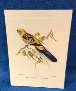 Estampado de pájaro J Gould amarillo Rosella 7""x9,5"" sin marco localización G - Imagen 1 de 5