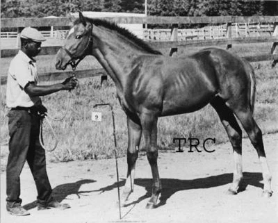 SECRETARÍA - FOTO ORIGINAL DE CARRERAS DE CABALLOS DE IDENTIFICACIÓN DEL CLUB DE JOCKEY 1970! Foto 1 de 2