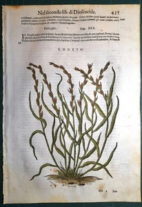 Stampa antica MATTIOLI MATTHIOLI erbario LOGLIO botanica 1585 Antique print - Foto 1 di 1