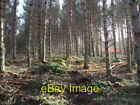 Photo 6x4 Scots pine Woodland after Thinning Sluggan A view inside the pl c2008