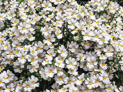 SEEDVILLE USA 50 WHITE KNIGHT NEMESIA Strumosa Flower Seeds