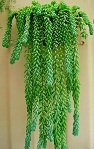 Sedum Burrito ~ Burro's Tail ~ hanging Basket , 20 leaves, - Picture 1 of 4