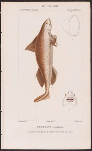 Turpin 1816 Antique hand-colored print:  Angular rough shark, sea life, fish - Picture 1 of 2