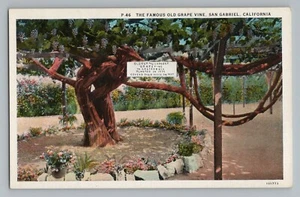 San Gabriel California CA Famous Old Grape Vine Postcard 1915-30 - Picture 1 of 2