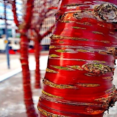 Semillas de cerezo de corteza de abedul de papel tibetano Prunus serrula planta de corteza brillante resistente Foto 1 de 4