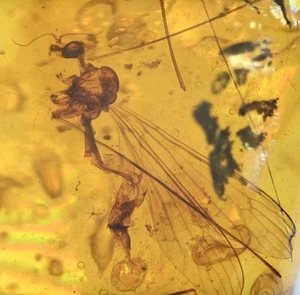 Limoniinae detallada (mosca grúa), inclusión de insectos fósiles en ámbar birmano - Imagen 1 de 4