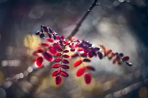 Canon EOS R Fit Helios 44M 58mm F/2 Legendary Swirly Bokeh Zeiss Biotar RF RF-S - Picture 1 of 6