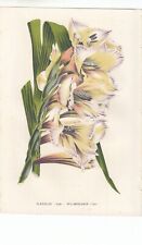Original 1850 Van Houtte Octavo Hand Finished Botanical Print: GLADIOLUS. 319.