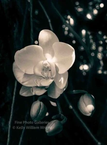 KELLY WILLIAM WRIGHT Signed Original Botanical Orchid Flower Zen Photo Art 12x16 - Picture 1 of 1