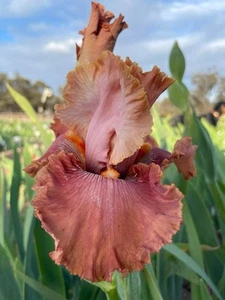 Oakbank - 2023 Introduction Tall bearded iris - Picture 1 of 5