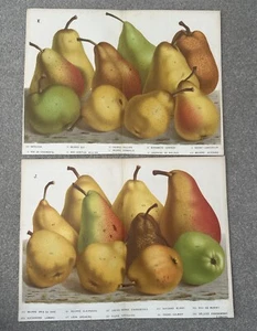 Van Houtteano Pears French Antique Chromolithograph 1845 Kitchen Garden Fruit - Bild 1 von 10