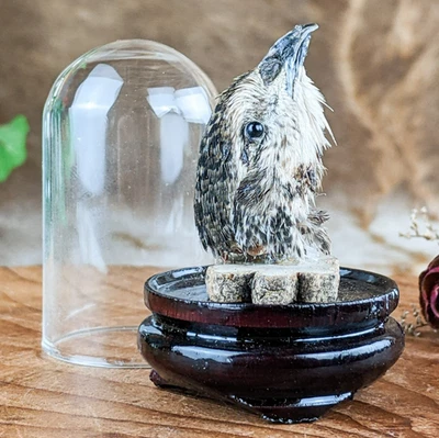 Quail Head Mount Preserved Taxidermy Oddities Curiosity dome display gift decor - Изображение 1 из 4