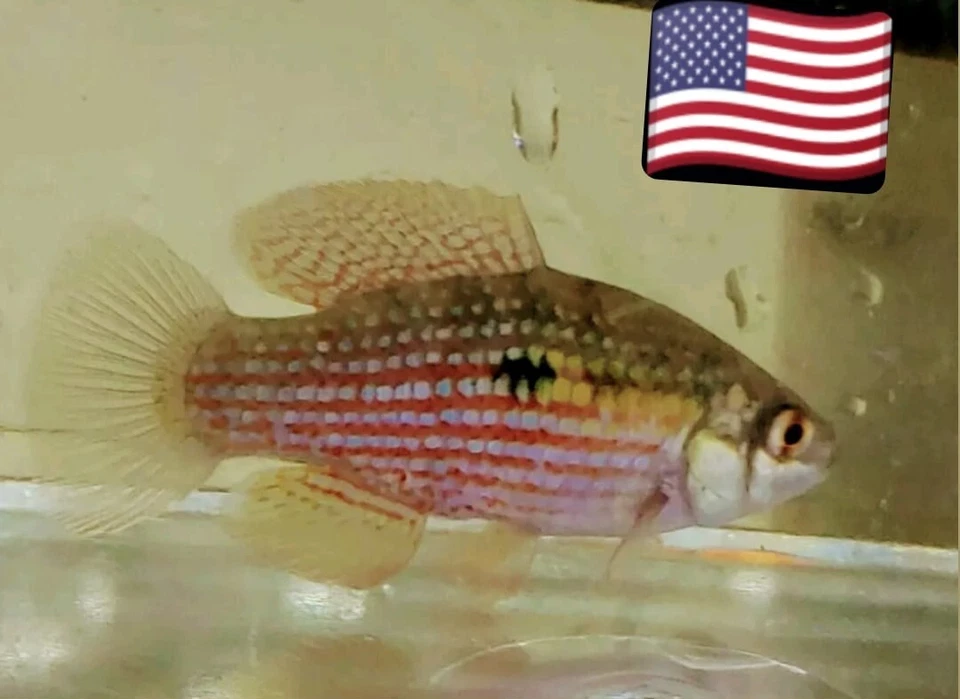 5 peixes killi bandeira americana MELHOR PEIXE COMEDOR DE ALGAS água doce (Jordanella floridae - Imagem 1 de 2