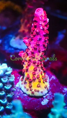Cornbred's OMG Acro - WYSIWYG - Frag - CORAL VIVO Foto 1 de 4
