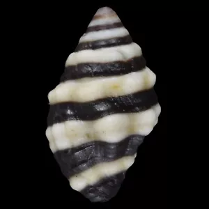 ENGINA MELANOZONA (Olango Isl., Philippinen) 10,0 mm #47504 - Bild 1 von 3