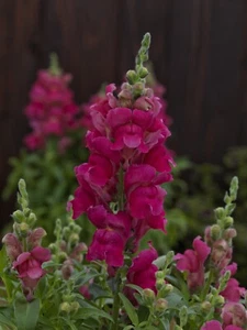 MPB#4 Snapdragon Seeds Snapdragon Candy Tops Rose 50 Pelleted Seeds - Picture 1 of 1