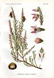 1908 CROMOLITOGRAFIA SCHMEIL erica comune, ling - Foto 1 di 3