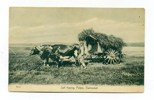 Nantucket MA, Salt Haying, granjero, equipo de bueyes, polpis, postal de 1910, Wyer - Imagen 1 de 2