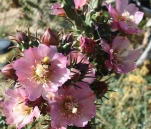 Opuntia Beautiful Cold Hardy Shrub Cactus Pinkish Blossoms 3 For 1 SALE - Picture 1 of 1