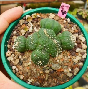 Kaktus Sukkulente Pflanze Astrophytum asterias schöne Gartenpflanze 5-7cm - Bild 1 von 3