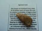 Agatized Coral Tumblestone Fossil