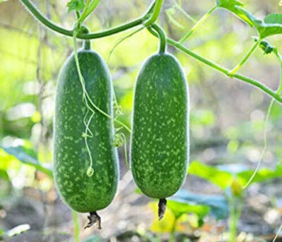 20+ Organic Hairy skin gourd seeds Fuzzy melon Wax gourd Hairy melon Mokwa USA - Image 1 of 4