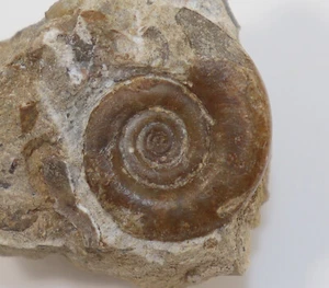 Goniatite, Kosmoclymenia sp., Devon, Famenne, Herdringen, Deutschland -k272 - Bild 1 von 3