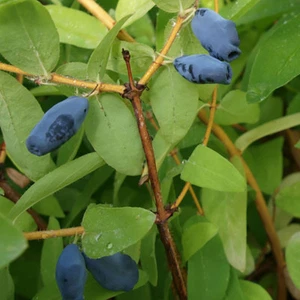 Honeyberry Bush - Lonicera Altaj in 2L pot - Picture 1 of 4