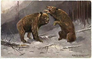 Illustrator M.Muller. Animals Wild .ours .wild Animals. Bear - Picture 1 of 2