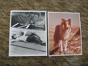 Lassie - Set of 2 Vintage Stills / Photographs Photos Collector's Items - Set #3 - Picture 1 of 1