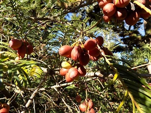 5 JAPANESE PLUM YEW SEEDS -Cephalotaxus harringtonia - Picture 1 of 4