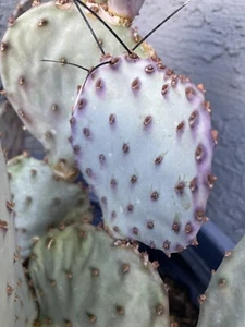 PURPLE PRICKLY PEAR--ONE FRESH CUT PAD--Opuntia Macrocentra- Add items ship free - Picture 1 of 5