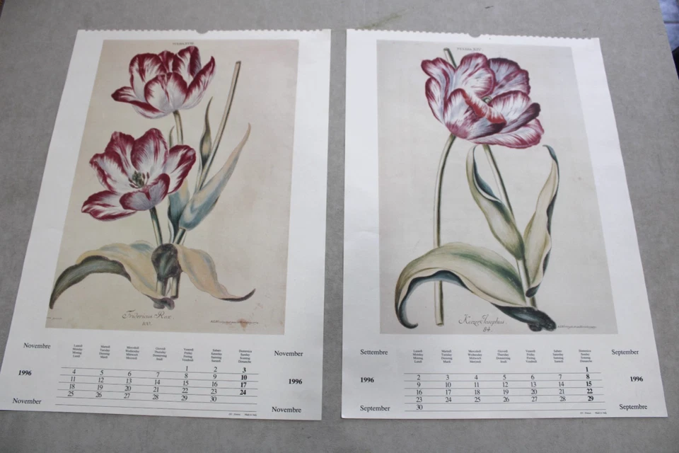 De Colección Fridericus Rex Tulipa Italia 1996 Calendario Botánica Arte Sin Marco 19x13 Lote/2 Foto 1 de 4
