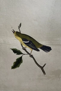 John James Audubon BLUE MOUNTAIN WARBLER, Lithograph 1839 - Picture 1 of 8