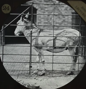 African Wild Ass Lantern Slide Photo London Zoo ZSL c1870 York - Picture 1 of 3