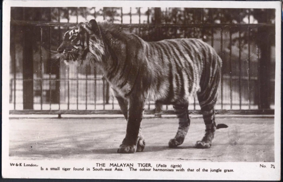 MALAYAN TIGER at the Zoo. Vintage Real Photo Postcard. Free UK p&p - Image 1 of 1