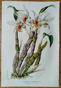 Orchid Dendrobium heter. + Van Houtte Flore de Serres Original Print + 1853 - Picture 1 of 1