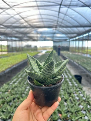 Haworthra Tiki Zilla | Tropical Succulent House plant in 4" Pot  - Image 1 of 4