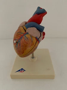 3B Scientific Modell Klassik-Herz 2-teiliges und zerlegbares Modell - Bild 1 von 9